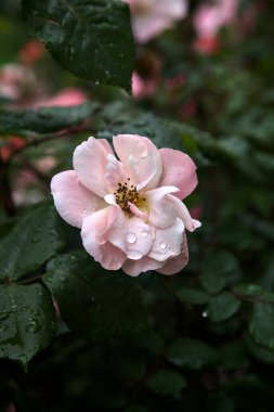 Çin gülü çiçek açmış, yakından görülüyor.