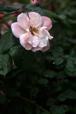 Çin gülü çiçek açmış, yakından görülüyor.