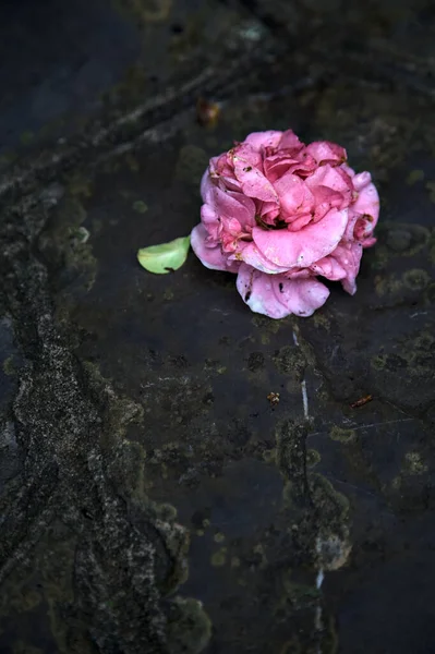 Azalea Paved Path Rainfall — Stock Photo, Image