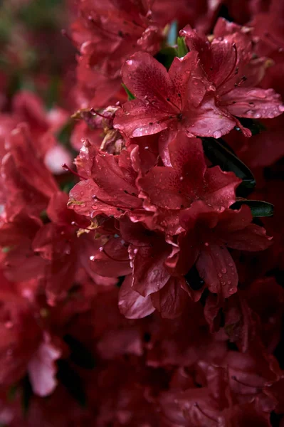 Roter Rhododendron Voller Blüte Aus Nächster Nähe Gesehen — Stockfoto