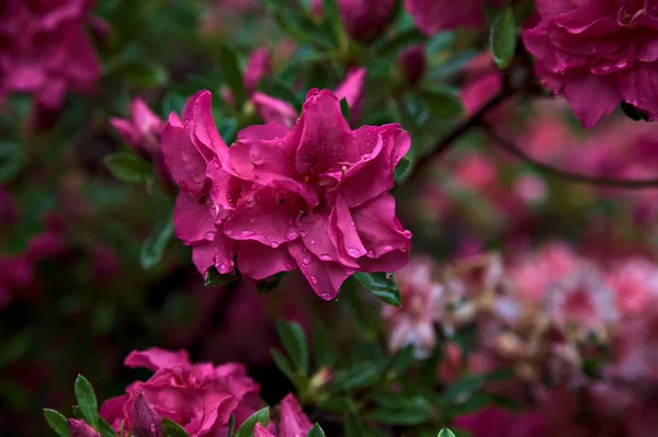 Rosa Rhododendron Blom Sett Nära Håll — Stockfoto