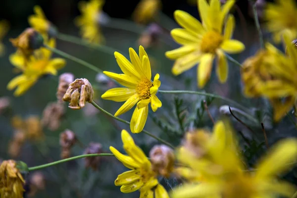 Sarı Doronicum Çiçek Açmış Çalıların Arasında Yakından Görülüyor — Stok fotoğraf