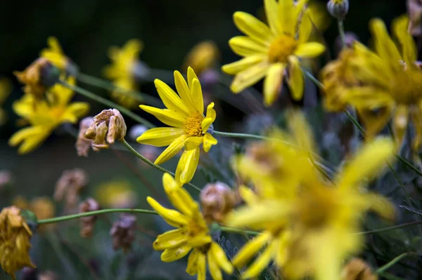 Sarı Doronicum Çiçek Açmış Çalıların Arasında Yakından Görülüyor — Stok fotoğraf