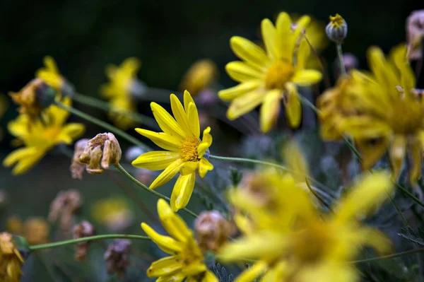 Doronicum Amarelo Flor Arbusto Visto Perto — Fotografia de Stock