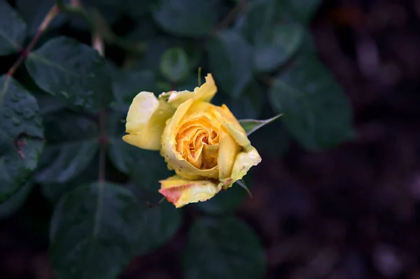 黄色的玫瑰盛开在近旁的灌木丛中 — 图库照片