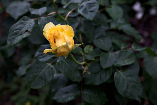 近くで見た茂みの中で黄色いバラが咲き — ストック写真