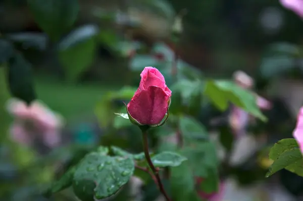 Ροζ Τριαντάφυλλο Ένα Θάμνο Που Φαίνεται Από Κοντά — Φωτογραφία Αρχείου