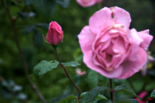 Ροζ Τριαντάφυλλο Ένα Θάμνο Που Φαίνεται Από Κοντά — Φωτογραφία Αρχείου