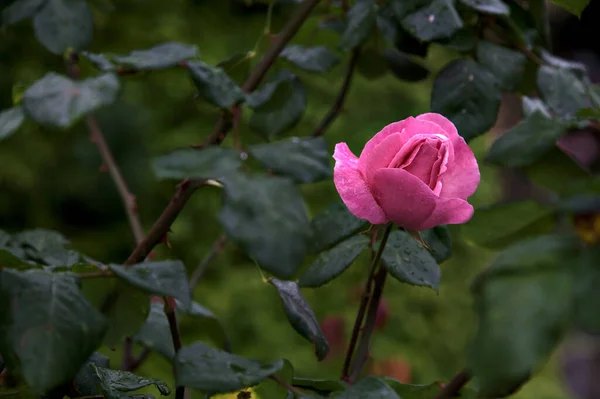 Pink Rose Bush Seen Close — Stock Photo, Image