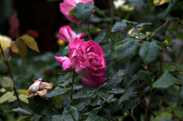 Roze Rozen Groeien Naast Gele Rozen Van Dichtbij Gezien — Stockfoto