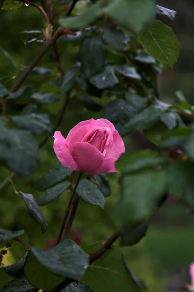 Růžová Růže Křoví Zblízka — Stock fotografie