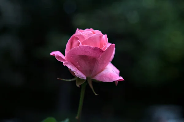 Rózsaszín Rózsa Bokorban Közelről — Stock Fotó