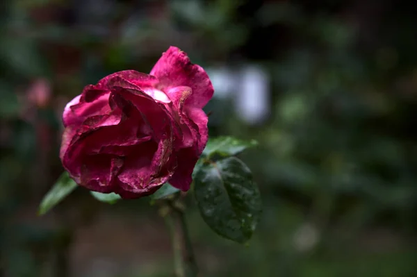 Rose Rouge Blanche Sur Point Fleurir Vue Près — Photo