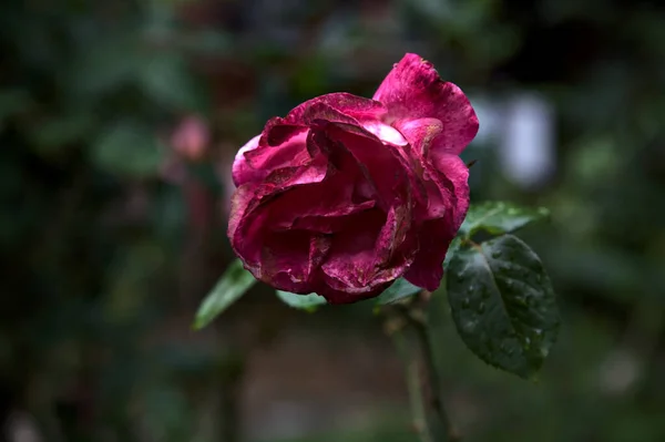 Rose Rouge Blanche Sur Point Fleurir Vue Près — Photo