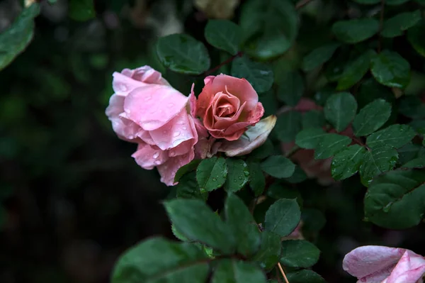 Rosa Ros Buske Sedd Nära Håll — Stockfoto