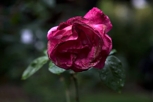 Rose Rouge Blanche Sur Point Fleurir Vue Près — Photo