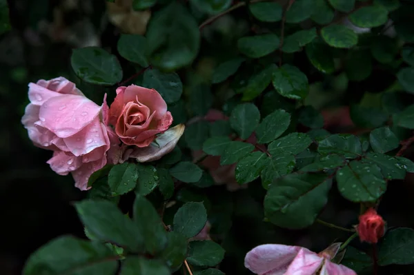 Rosa Ros Buske Sedd Nära Håll — Stockfoto