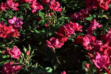 Magenta toprağı çiçeklerle kaplı güller.