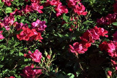 Magenta toprağı çiçeklerle kaplı güller.