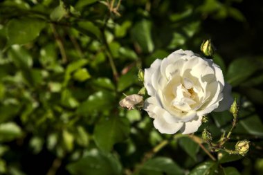 Gün batımında çalılıklarda açan beyaz gül yakından görülüyor.
