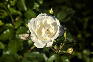 Gün batımında çalılıklarda açan beyaz gül yakından görülüyor.
