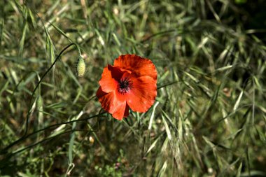 Çimlerde haşhaş. Yakından görülüyor.