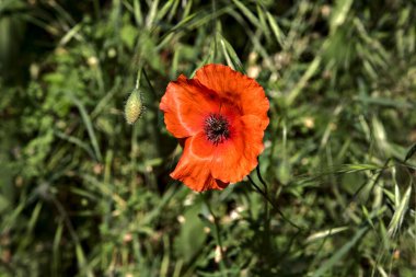 Çimlerde haşhaş. Yakından görülüyor.