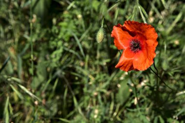 Çimlerde haşhaş. Yakından görülüyor.