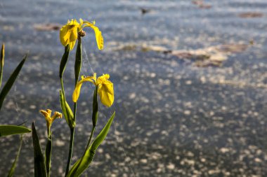 Gün batımında göl kıyısında su irisleri yakından görülüyor.