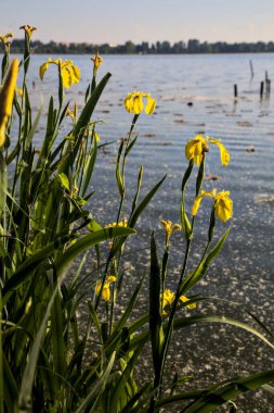 Gün batımında göl kıyısında su irisleri yakından görülüyor.