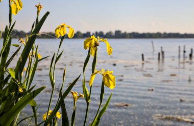 Gün batımında göl kıyısında su irisleri yakından görülüyor.