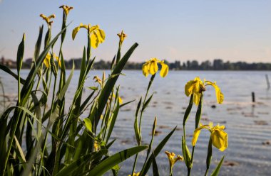 Gün batımında göl kıyısında su irisleri yakından görülüyor.