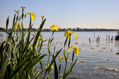 Gün batımında göl kıyısında su irisleri yakından görülüyor.