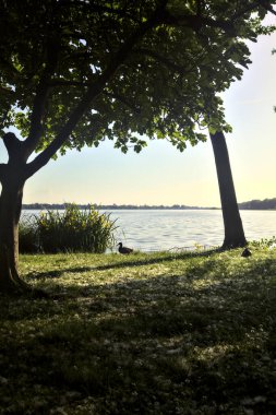 Gün batımında bir grup sulu göz ile koruluk ve göl kıyısı.