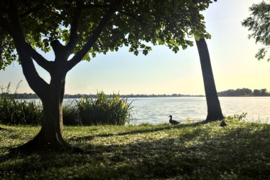 Gün batımında bir grup sulu göz ile koruluk ve göl kıyısı.