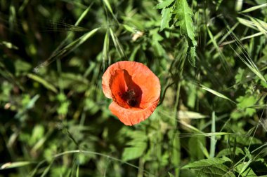 Çimlerde haşhaş. Yakından görülüyor.