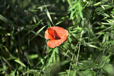Çimlerde haşhaş. Yakından görülüyor.