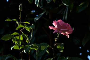 Pembe çiçek açtı gün batımında
