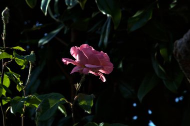 Pembe çiçek açtı gün batımında