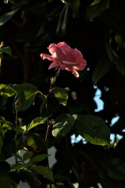 Pembe çiçek açtı gün batımında