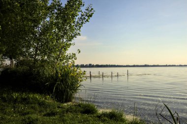 Gün batımında göl kıyısında su irisleri ve bir ağaç