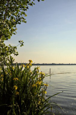 Gün batımında göl kıyısında su irisleri ve bir ağaç