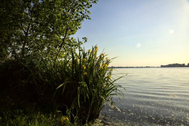 Gün batımında göl kıyısında su irisleri ve bir ağaç