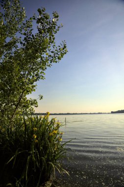 Gün batımında göl kıyısında su irisleri ve bir ağaç