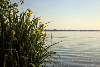 Gün batımında göl kıyısında çiçek açan irisler.