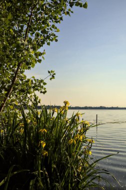 Gün batımında göl kıyısında su irisleri ve bir ağaç