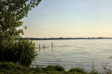 Gün batımında göl kıyısında su irisleri ve bir ağaç