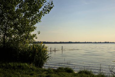 Gün batımında göl kıyısında su irisleri ve bir ağaç