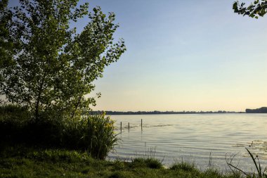 Gün batımında göl kıyısında su irisleri ve bir ağaç