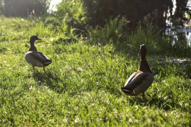Gün batımında göl kıyısının yanındaki çimlerin üzerinde yaban ördekleri.